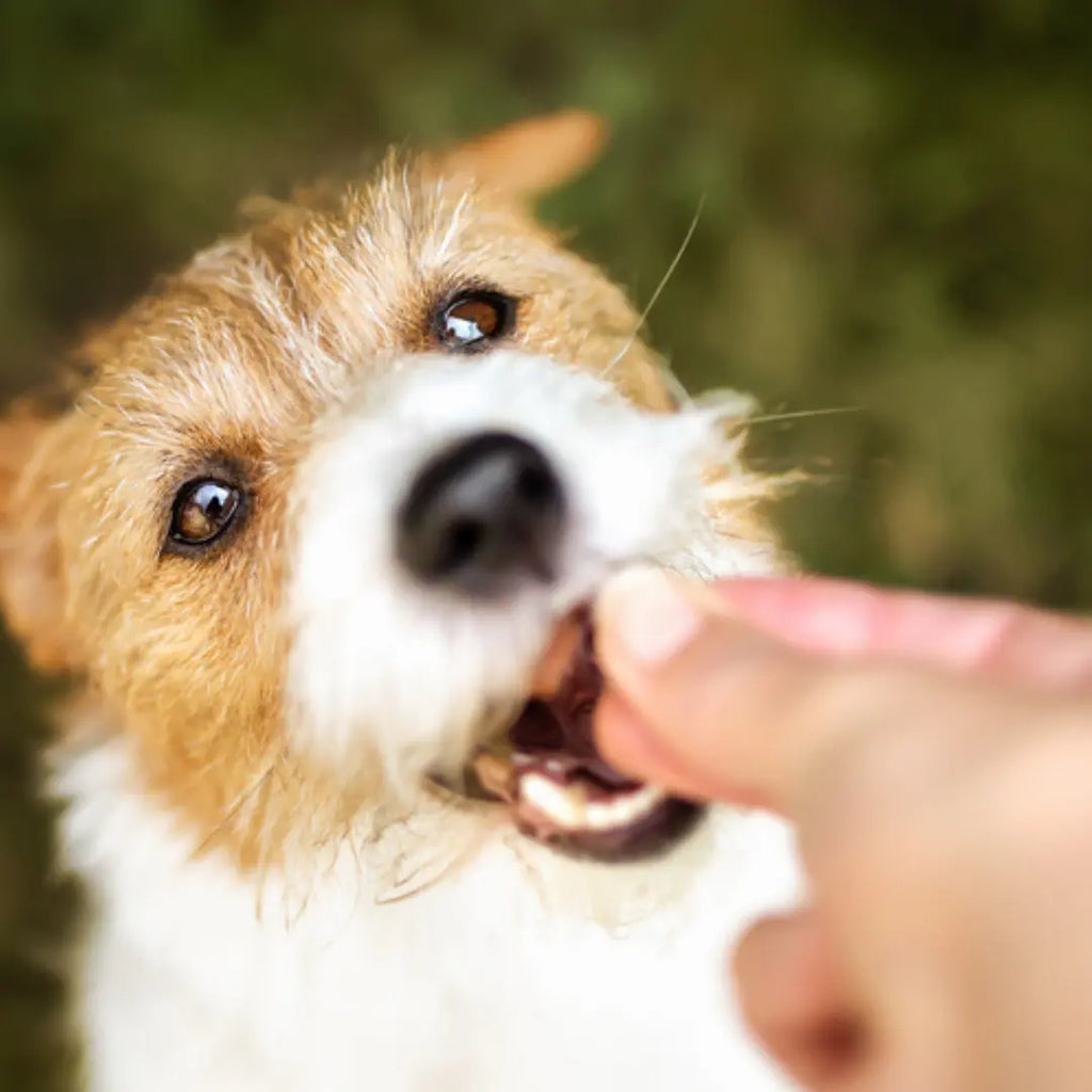 Cooked turkey clearance necks for dogs