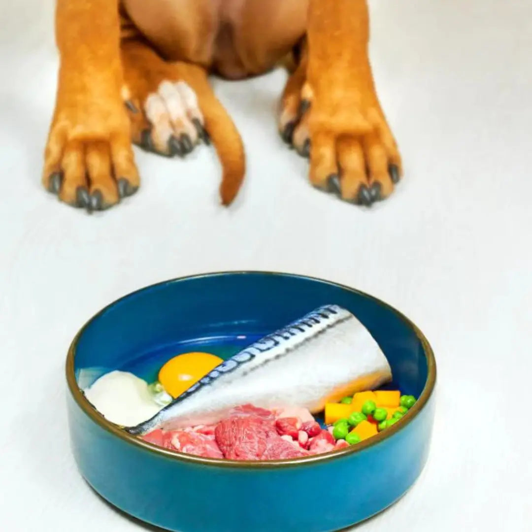 Food bowl with raw meats and veggies in it with a dogs paws close to it