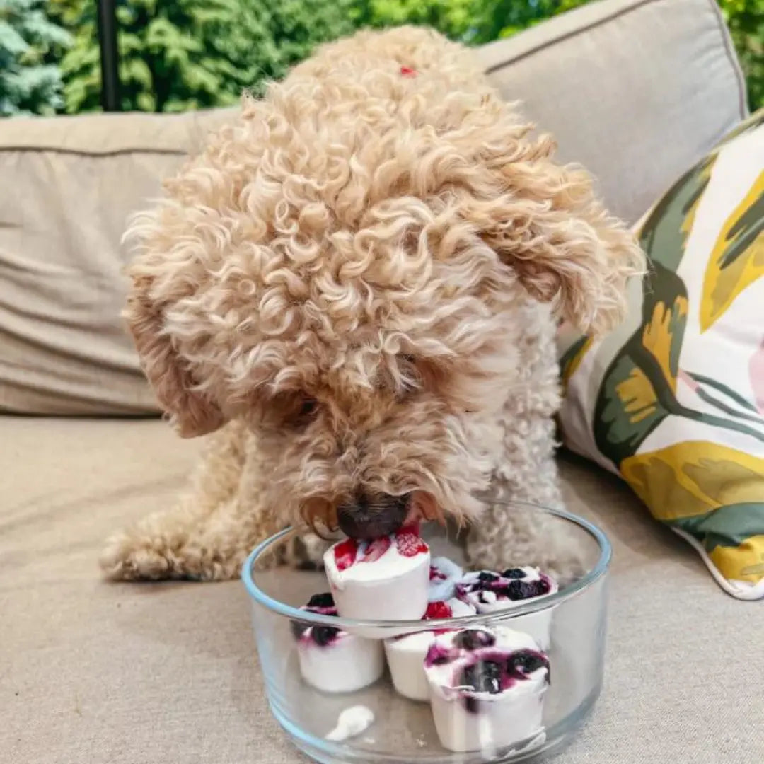 Dog on couch eating frozen yogurt bites
