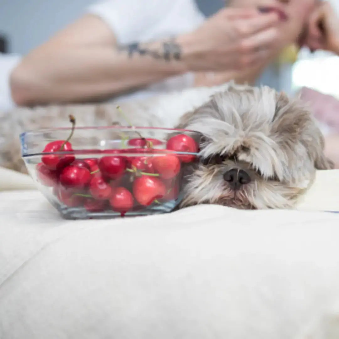 Can dogs eat cherries
