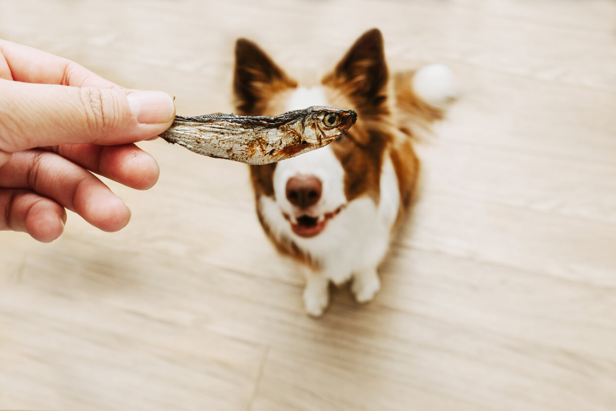 Can Dogs Eat Fish? A Guide to Fish for Dogs - Dog Child