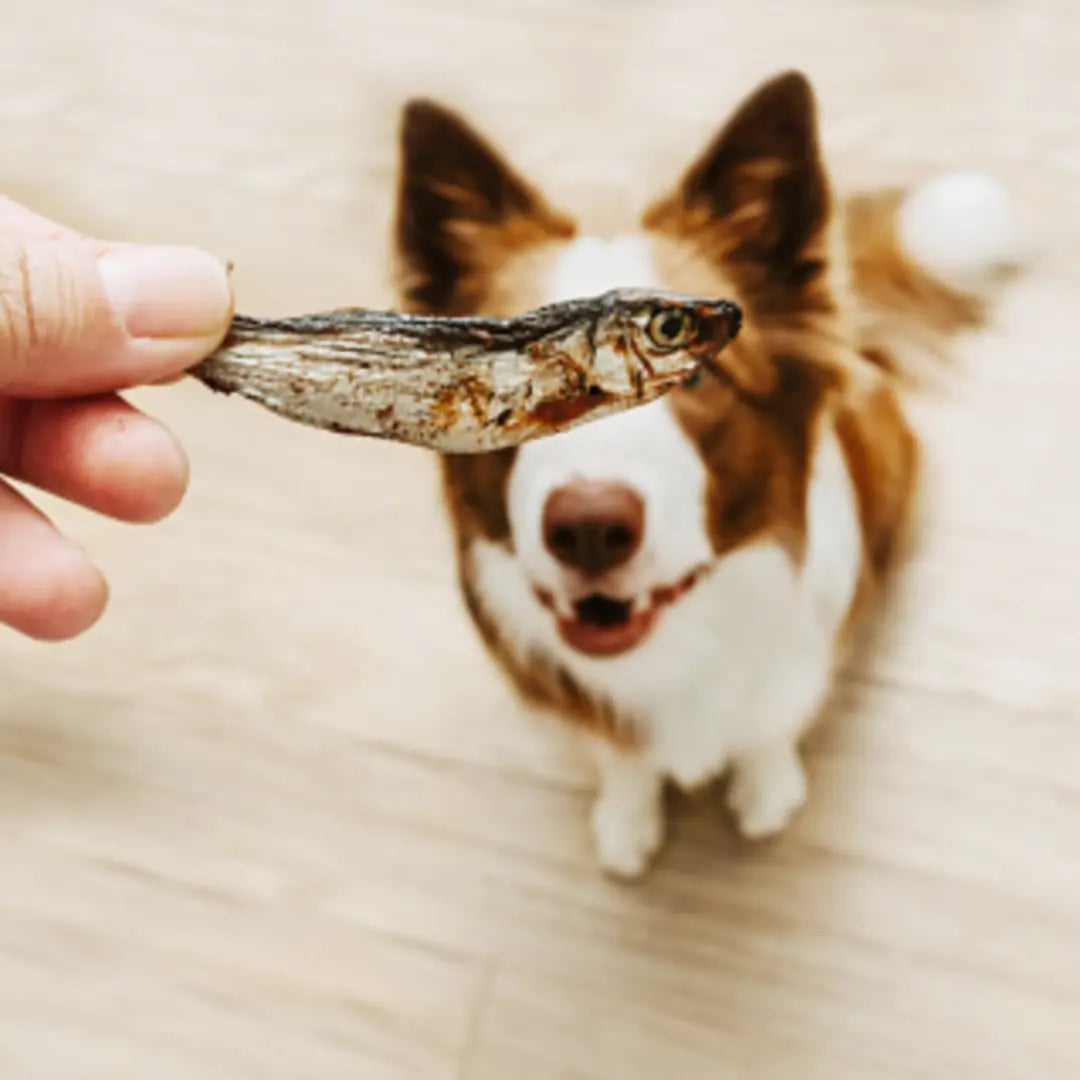 Fish Recipes for Dogs