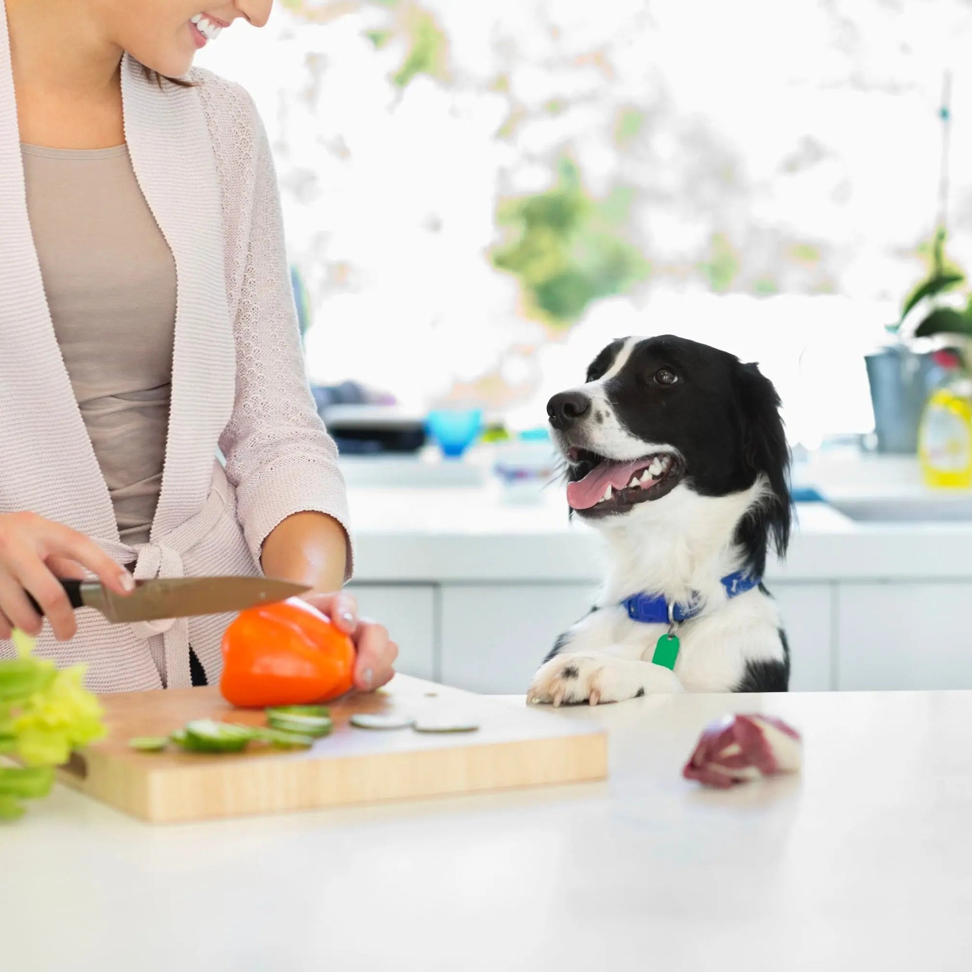 cooking for dogs
