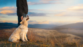 How-Diet-Impacts-Service-Dog-Performance Dog Child