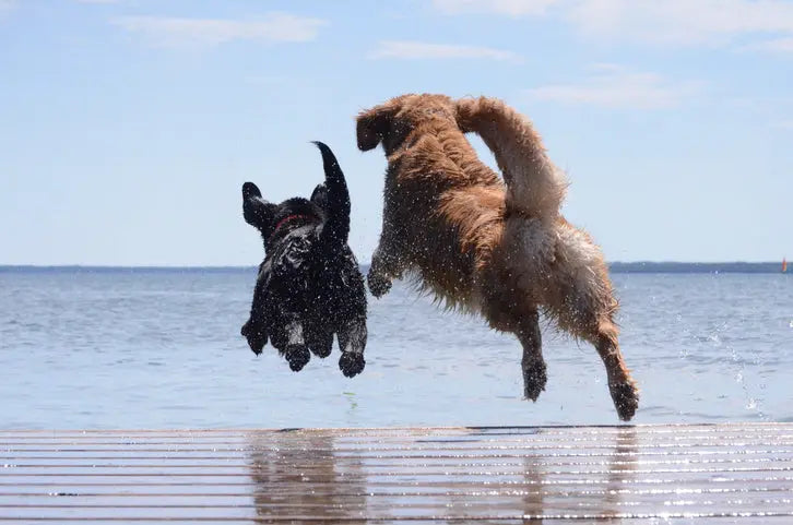 How-to-Keep-Your-Dog-Cool-and-Active-During-Summer Dog Child