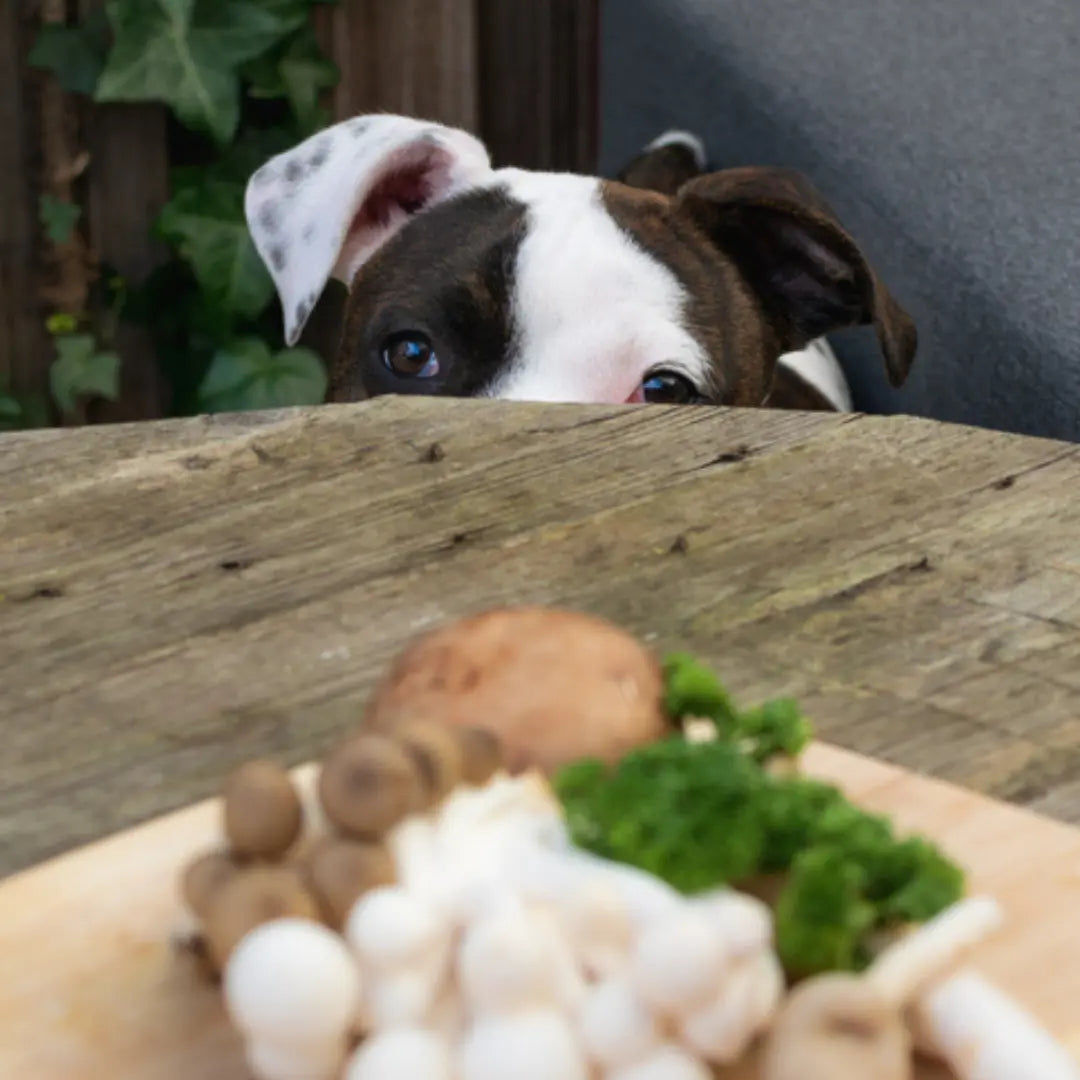 Are dogs allowed store to eat mushrooms