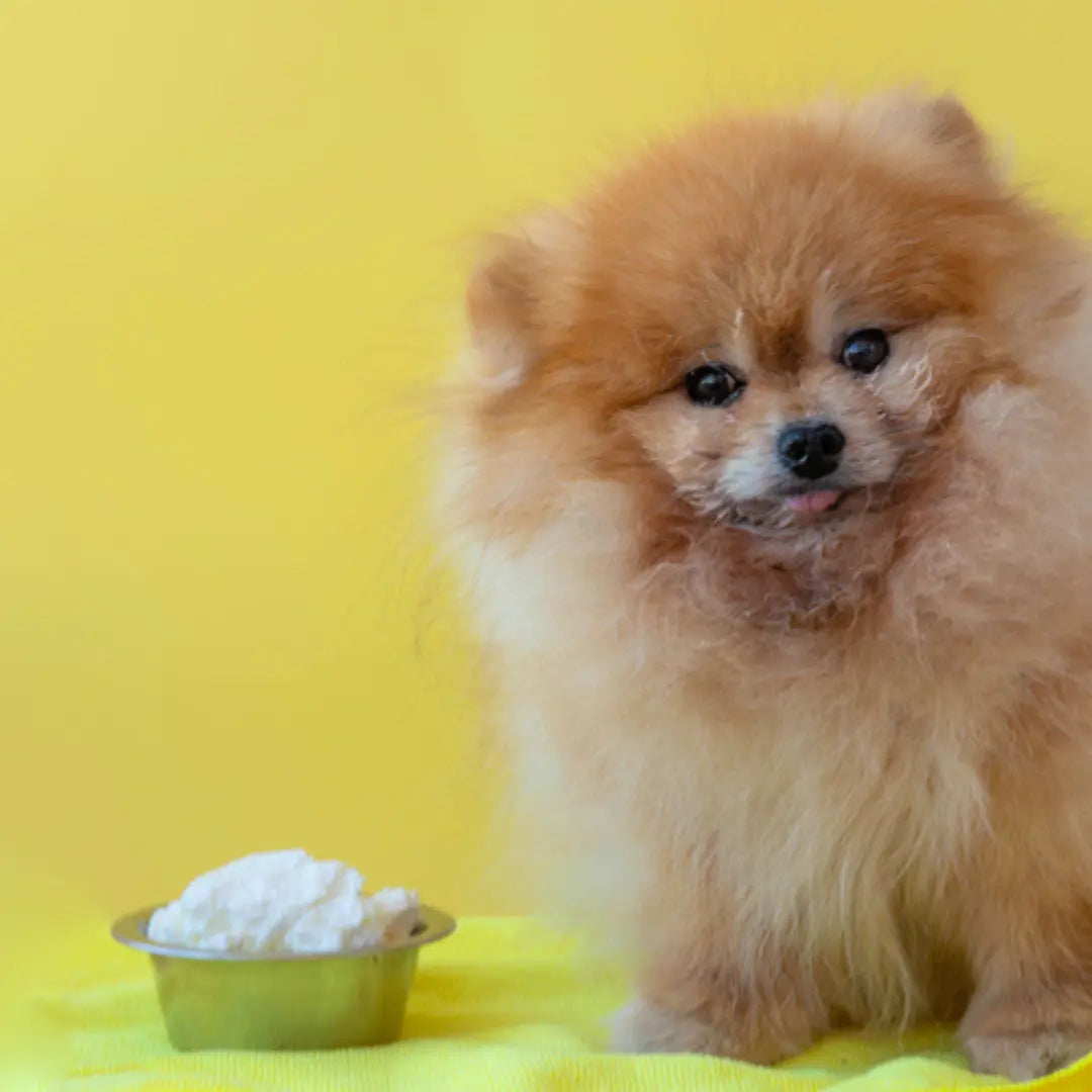 Is Cottage Cheese Good for Dogs? Here's Everything You Need to Know Dog Child
