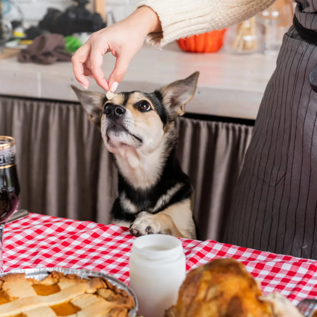 dog eating turkey