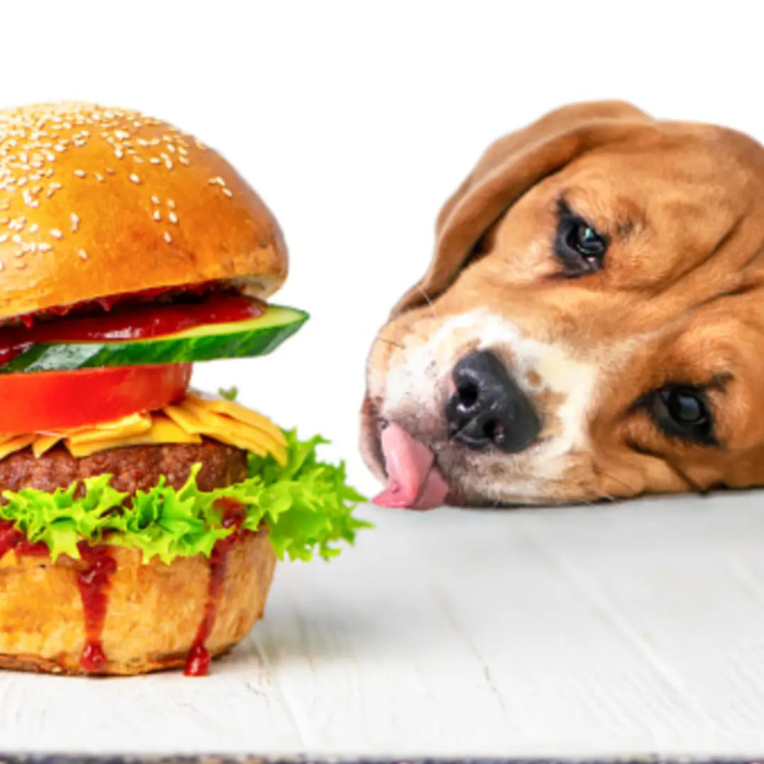 ketchup for dogs
