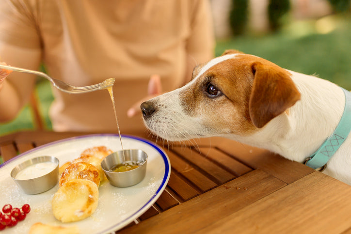 Is Honey Safe for Dogs?