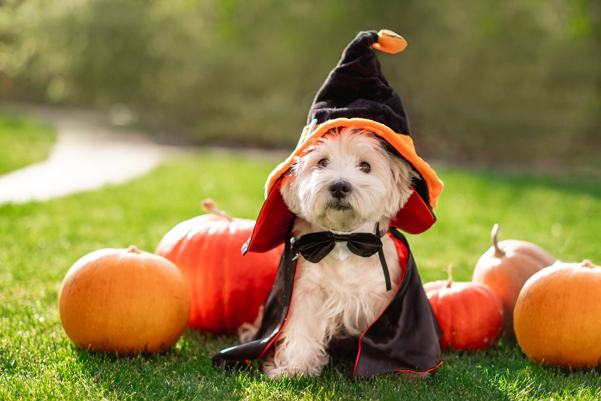 Fall Favourites: Pumpkin Dog Biscuits and Treats Your Pup Will Love