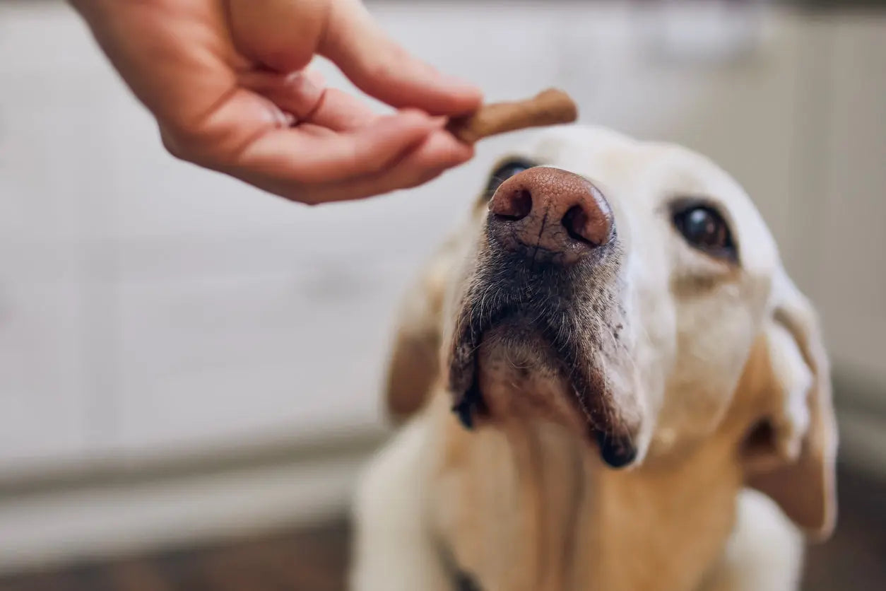 holding up a treat to a dog