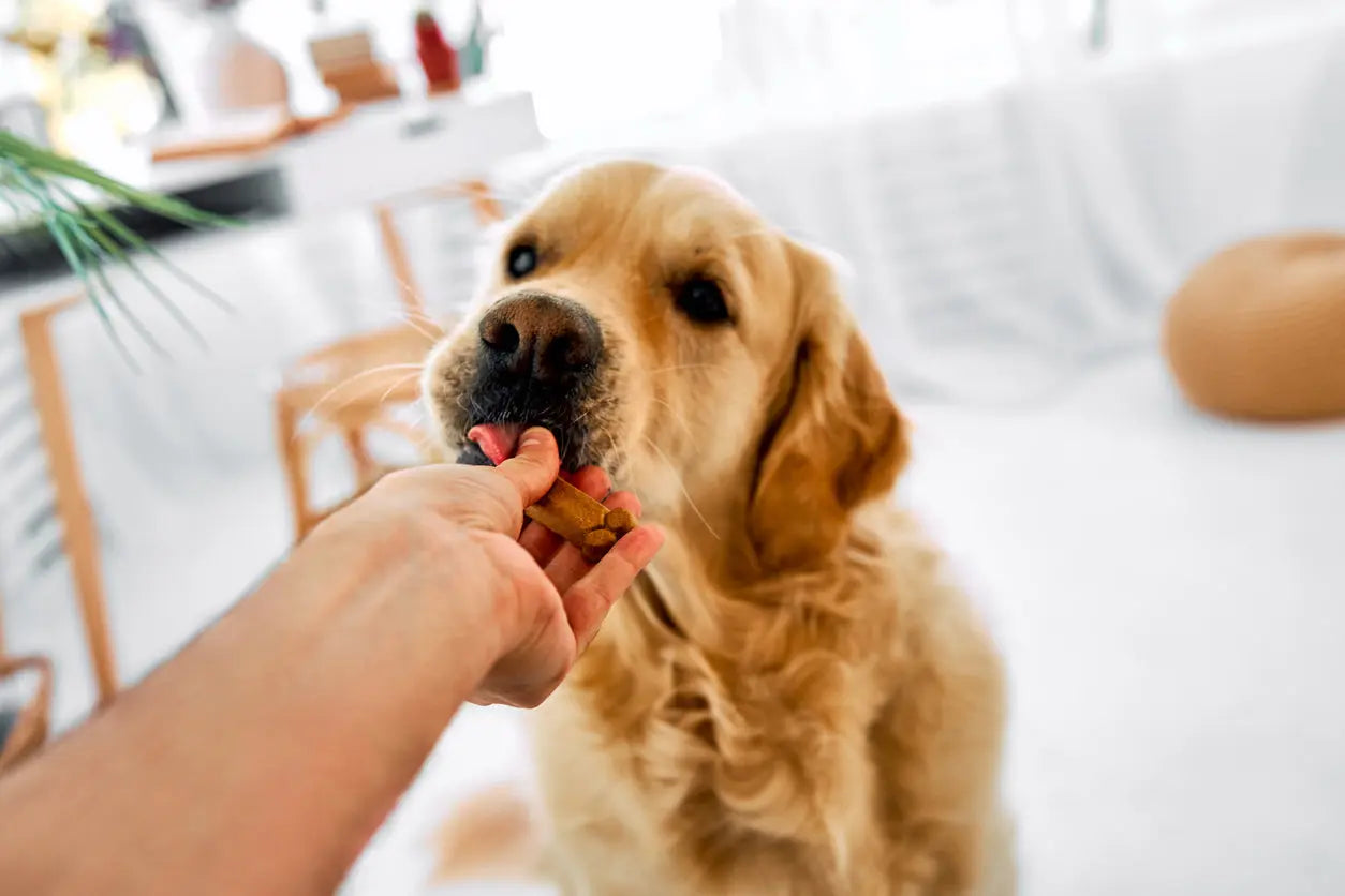 Top-Five-Homemade-Dog-Treat-Recipes-Your-Pup-Will-Love Dog Child