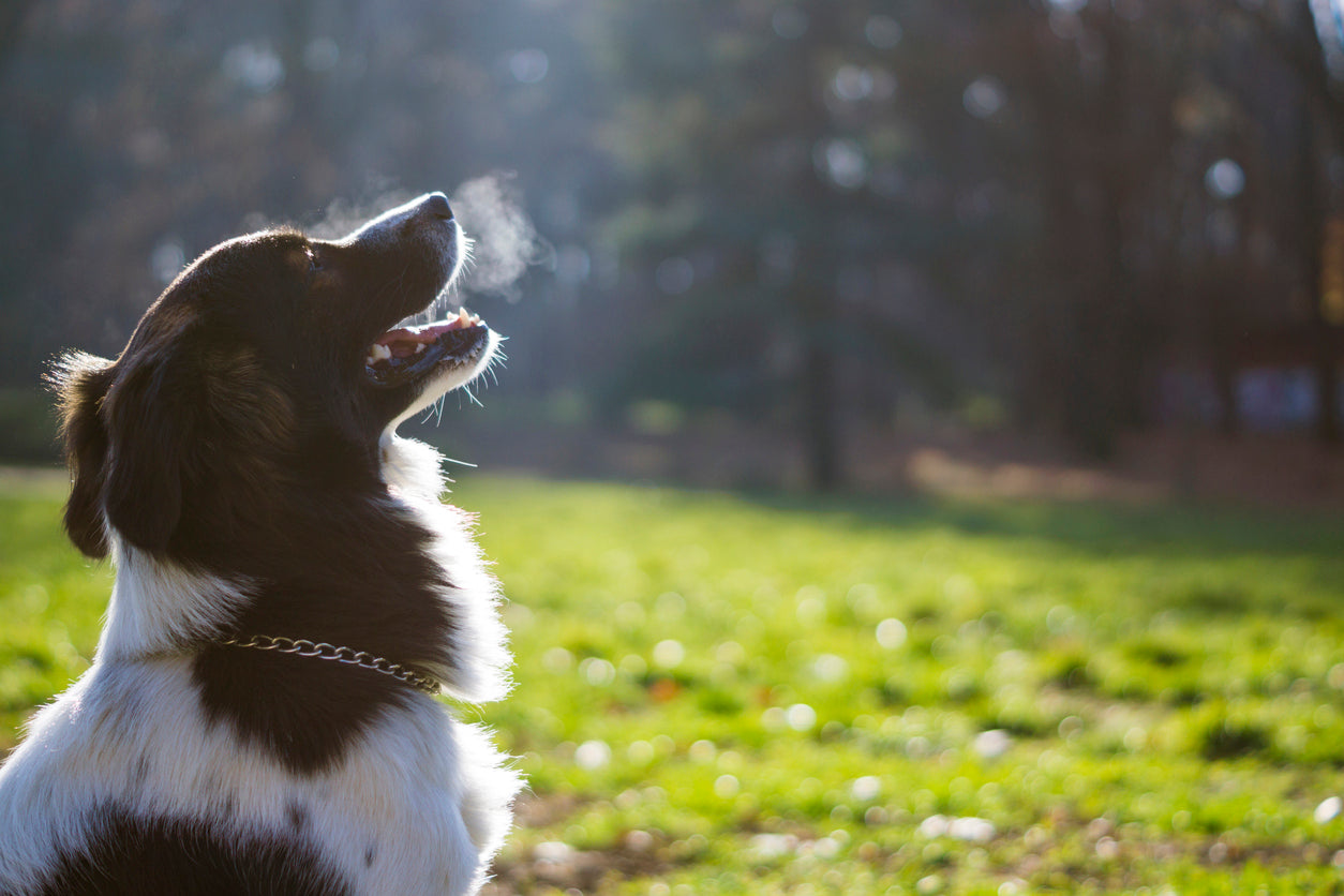 image dog breathing out condensation outside