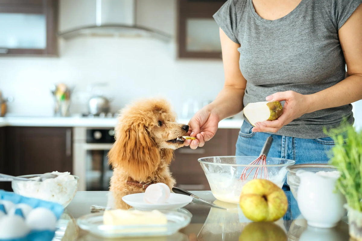 owner cooking for dog and feeding