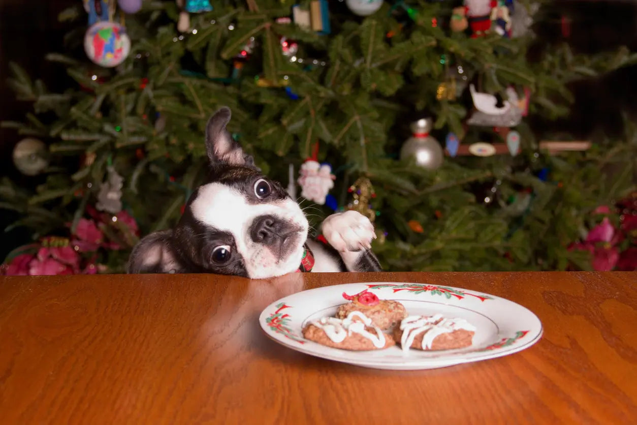 Dog in front of a plate of treats