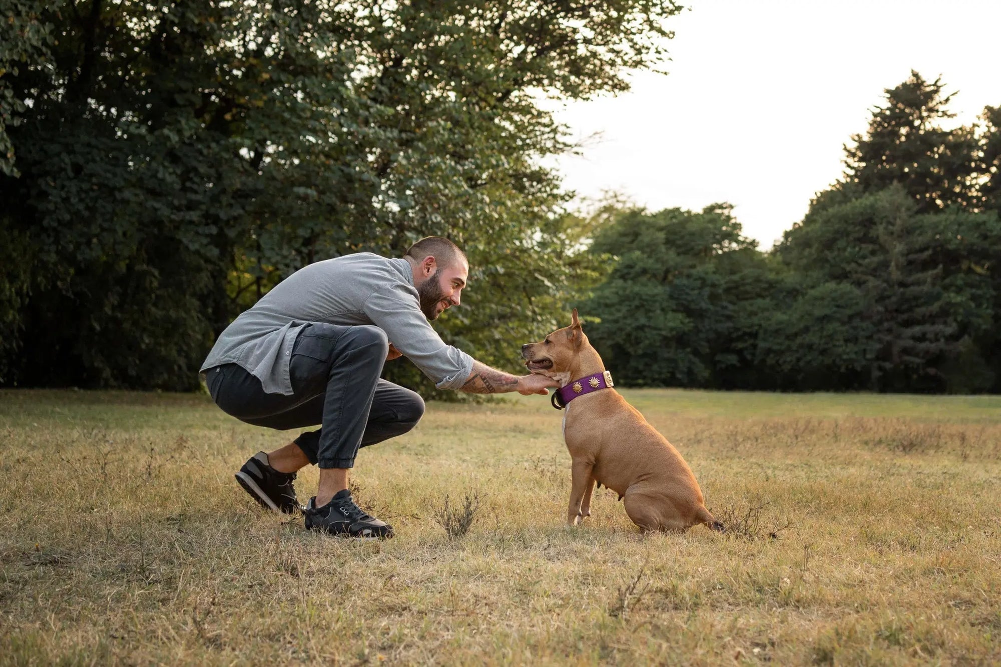 Top Dog Training Tips