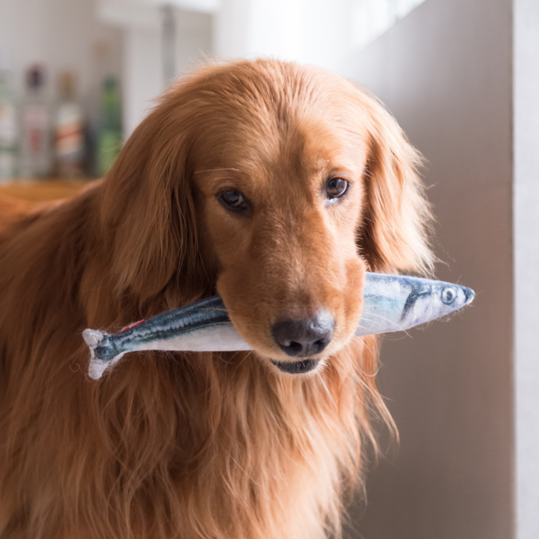 dog with fish