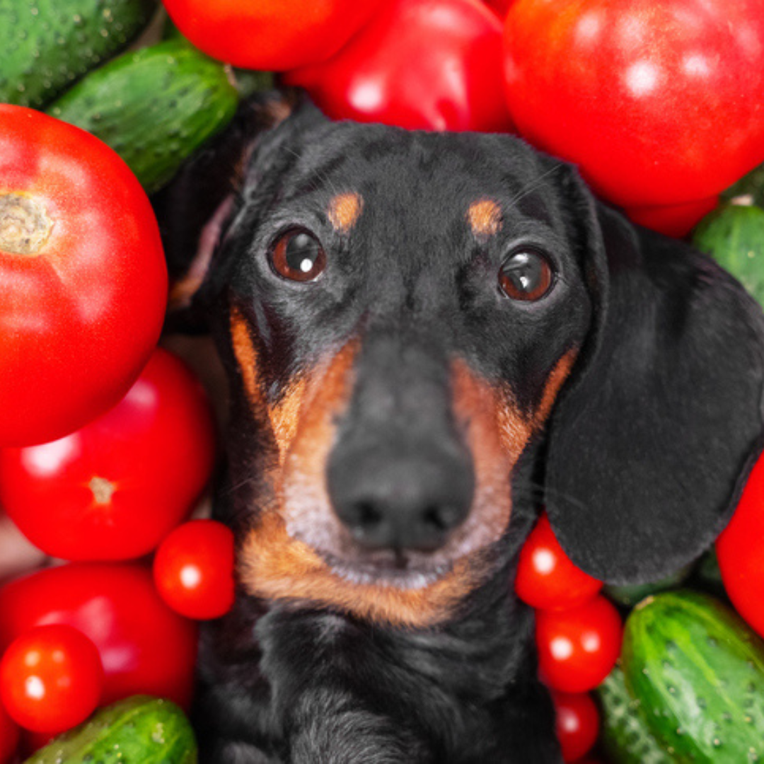 Can Dogs Eat Tomatoes It s Honestly Healthy Dog Child