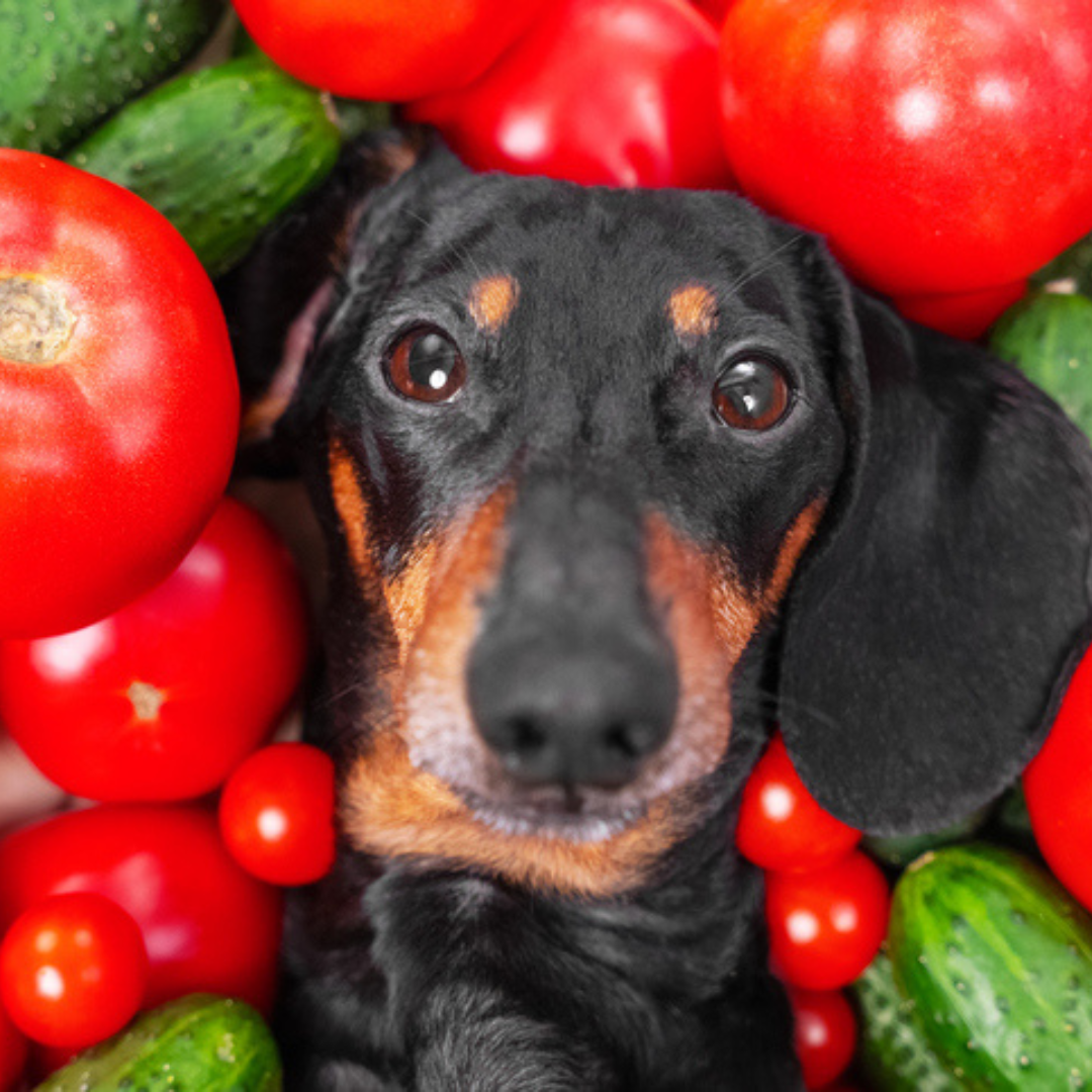 Can dog eat cherry tomato hot sale