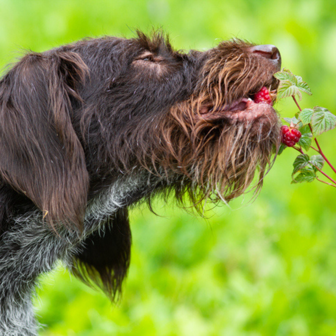 Can Dogs Eat Raspberries? Everything You Need to Know - Dog Child