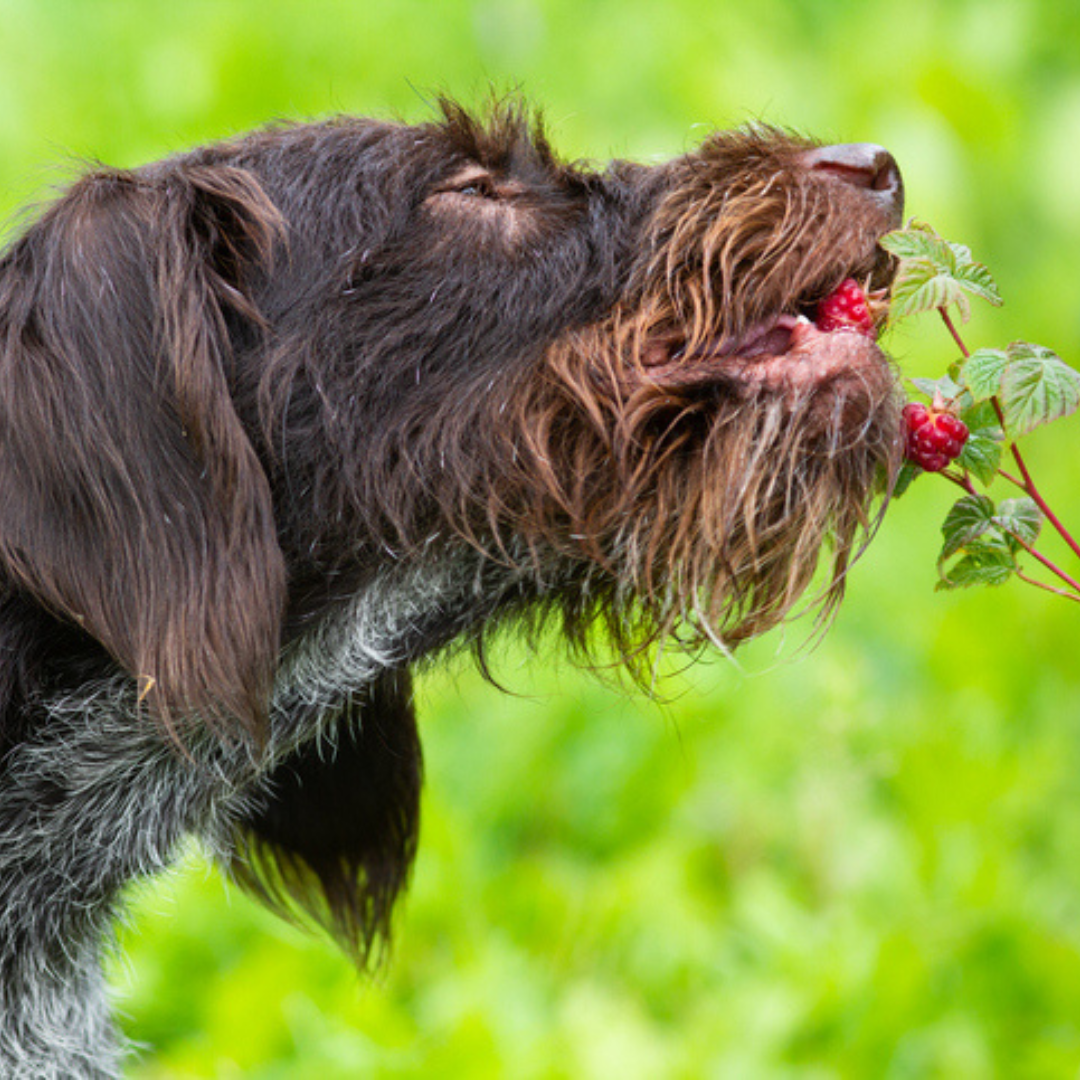 Dog eating raspberries