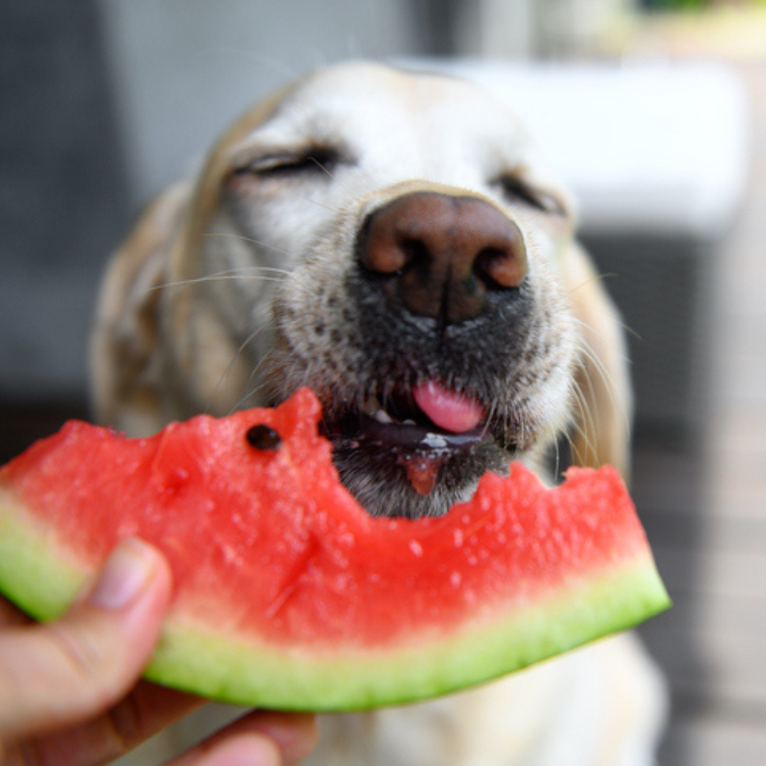 Dog eating watermelon