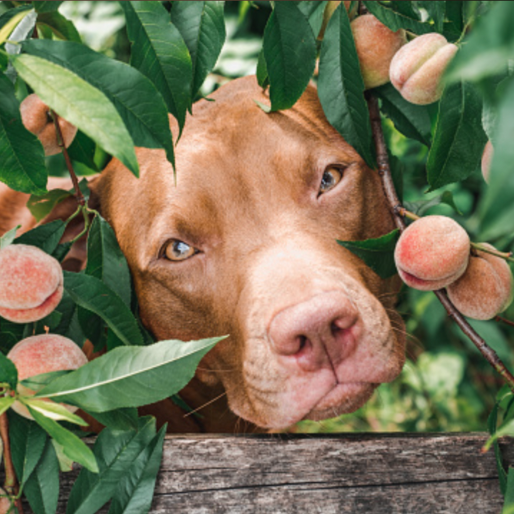 Can dogs shop eat canned peaches