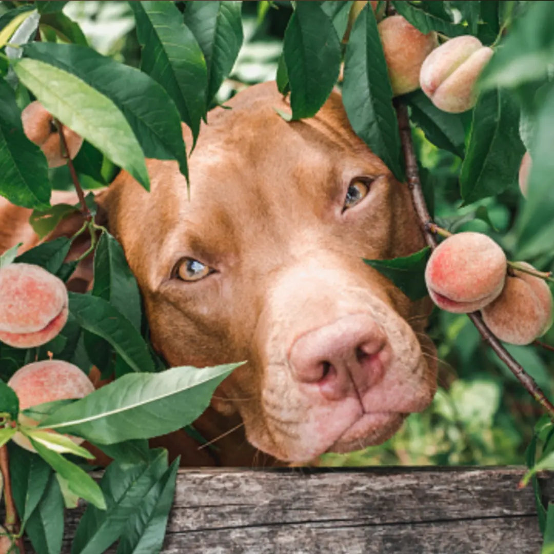Can Dogs Eat Peaches? Everything You Need to Know - Dog Child