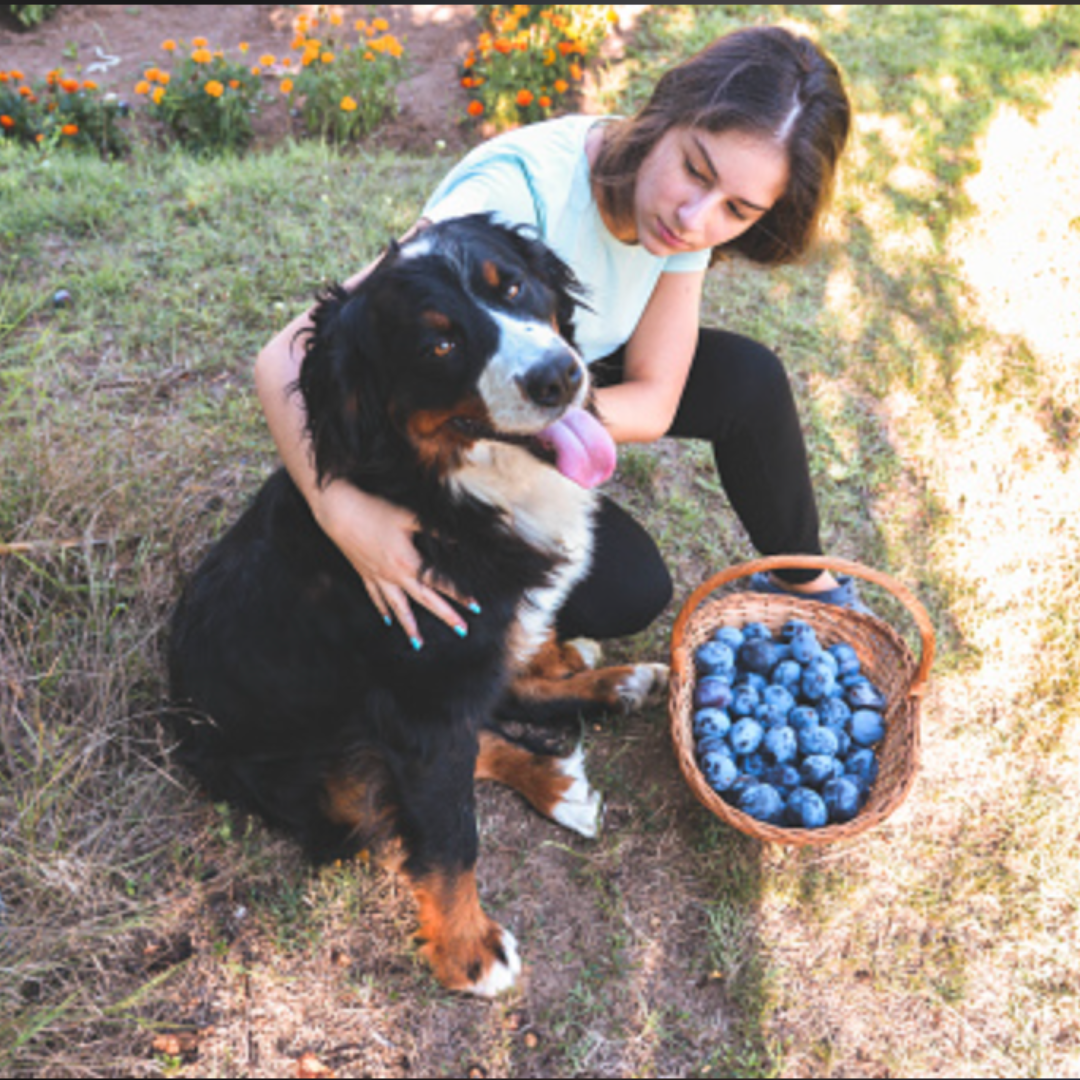 Can Dogs Eat Plums? Can Dogs Have Plums? Everything you need to know about feeding you dog plums.